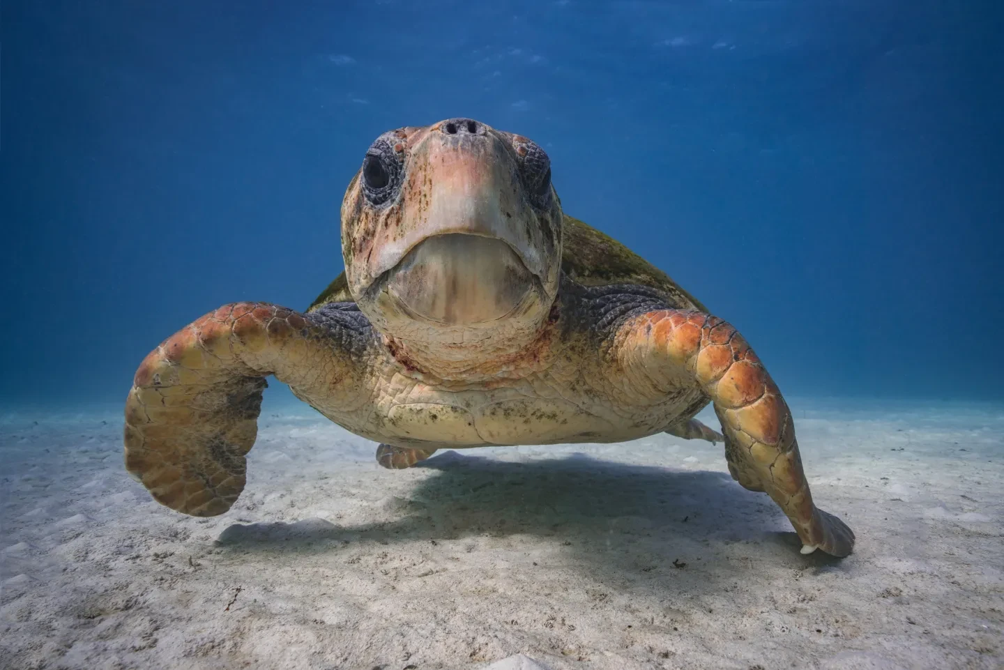 A large male loggerhead turtle, photographed underwater with its head facing the camera